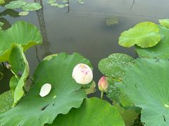 -嘉北郊野公园
