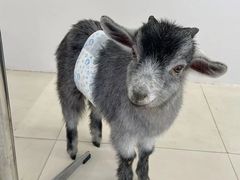 -怪兽屋·羊驼·猫咖·狗咖(俊华广场店)