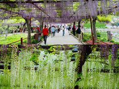 -嘉定紫藤园