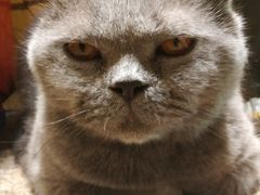 -more than meow吴止猫主题餐厅(承德 中船汇店)