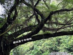 -广州市石门国家森林公园
