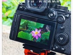 -莲湖公园