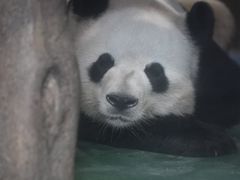 -成都动物园