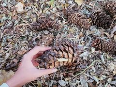 -森林公园(尖草坪区)