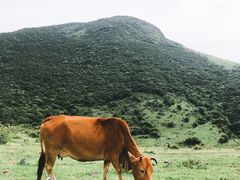 -大姆山草场