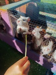 -萌宠亲子动物乐园(槐房万达店)