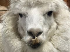 -上海大自然野生昆虫馆(东方明珠·爬宠昆虫探索中心)