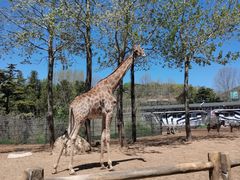 -大连森林动物园