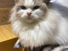 -啵啵喵·猫咖(攀华国际店)