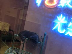 -70cat德文卷毛猫·缅因猫纯种猫舍