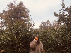 -柑橘农场