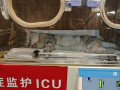 -御宝贝·A梦猫科宠物医院(国际猫友好医院)