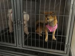 -宠颐生嘉德动物医院