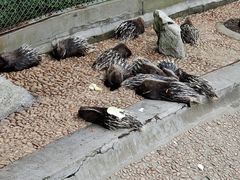 -西霞口神雕山野生动物世界