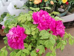 -龙大花卉苗木市场