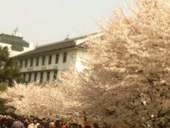 -武汉大学-樱园