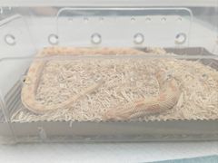 -守诺宠物医院·眼科· 神经外科·爬宠专科(虹口店)