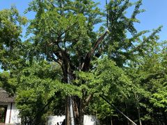 -上海佘山国家森林公园天马山园