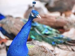 -西双版纳原始森林公园