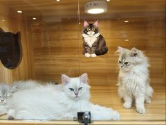 -猫十亿·布偶金渐层·曼基康矮脚猫舍(青年路店)