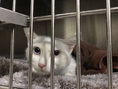 -佑安动物医院·全科·内窥镜中心(幸福巷店)