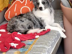 -翊宠yipet猫狗购宠庄园犬舍•猫舍