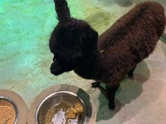 -zoonana室内动物园(东方福来德店)