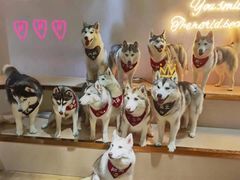 -Husky Go! 哈士奇体验馆·宠物咖啡厅狗咖