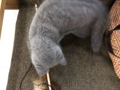 -贝利宠物医院·骨科·眼科·肿瘤转诊中心(南坪诊疗中心)