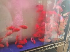 -南汇花鸟市场(上海浦东新花卉店)