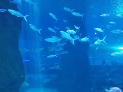 -北戴河圣蓝海洋公园