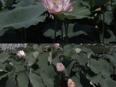 -南戴河国际娱乐中心