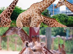 -杭州野生动物世界