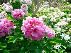 -洛阳市隋唐城遗址植物园