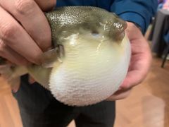 -肆月河豚·新淮扬(金融街店)