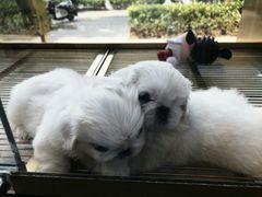 -悠尼宠物·独立低压伊珊娜洗护·美容·寄养(兰谷路店)