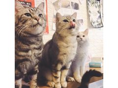 -平行世界·猫咖(首经贸店)