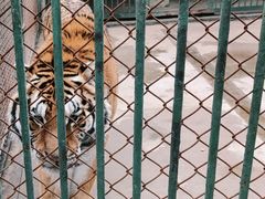 -合肥野生动物园
