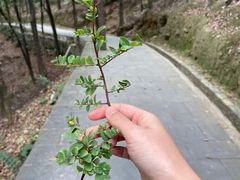 -羚羊峡古栈道森林公园