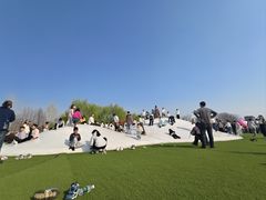 -荷兰花海