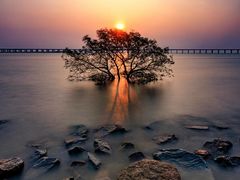 -宝安西湾红树林湿地公园