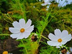 -天女山森林公园