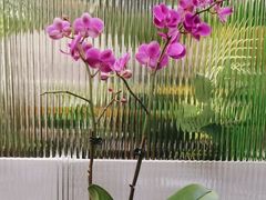 -一朵菌·野生菌探索家火锅(南亚店)