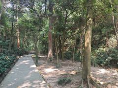 -火炉山森林公园