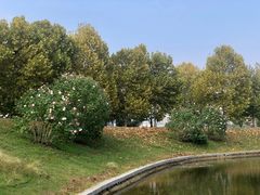 -洋湖国家湿地公园