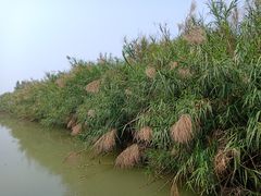 -大湾区中央湿地公园