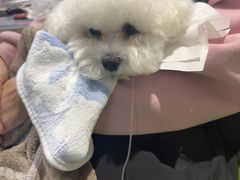 -北京派仕佳德动物医院·超导核磁·CT·神经科·骨科·内外科·急重症管理中心