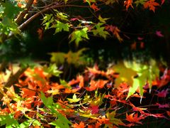 -北京西山国家森林公园