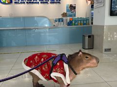 -北京观赏动物医院·24小时大型综合·猫专科·异宠专科