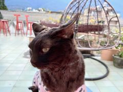 -喵屿·大理花园猫咖